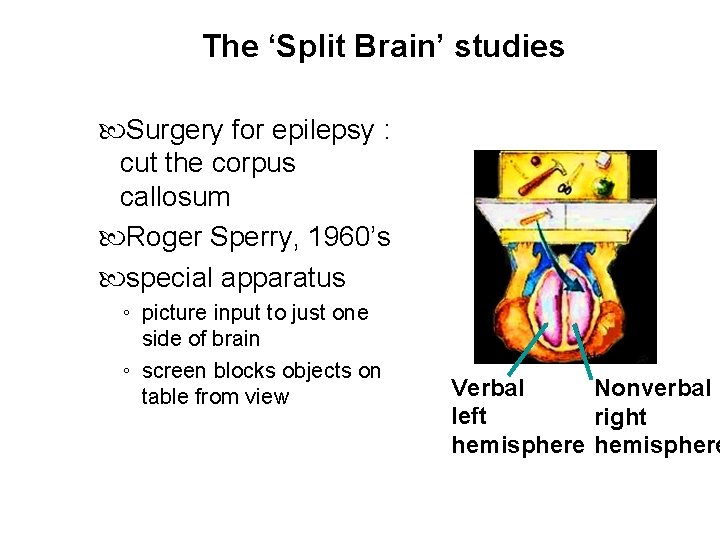 The ‘Split Brain’ studies Surgery for epilepsy : cut the corpus callosum Roger Sperry,