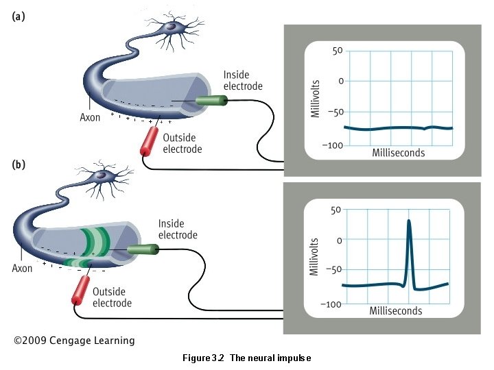 Figure 3. 2 The neural impulse 