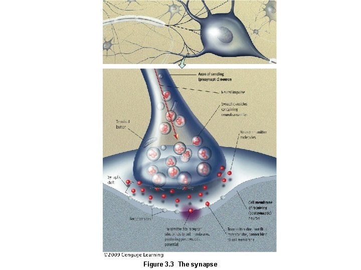 Figure 3. 3 The synapse 
