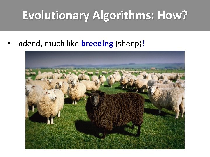 Evolutionary Algorithms: How? • Indeed, much like breeding (sheep)! 