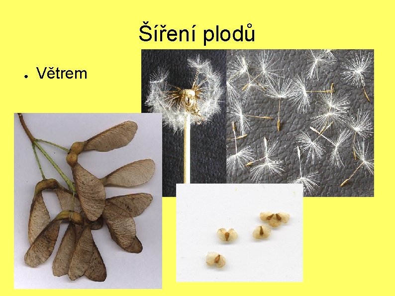 Šíření plodů ● Větrem 