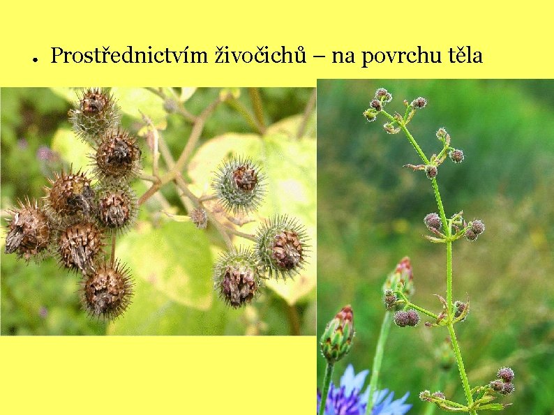 ● Prostřednictvím živočichů – na povrchu těla 