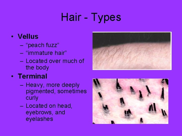 Hair - Types • Vellus – “peach fuzz” – “immature hair” – Located over