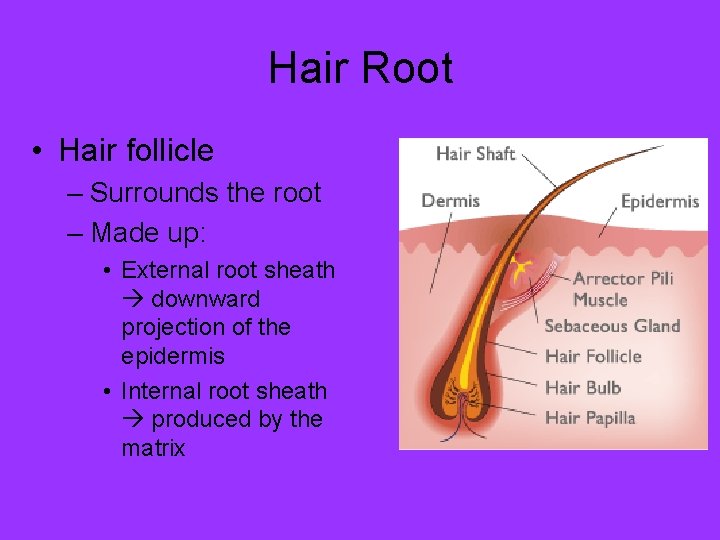 Hair Root • Hair follicle – Surrounds the root – Made up: • External