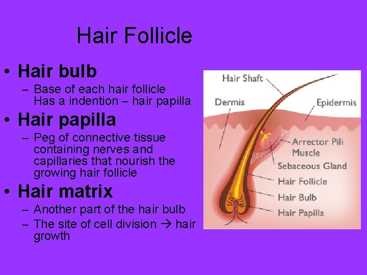 Hair Follicle • Hair bulb – Base of each hair follicle Has a indention