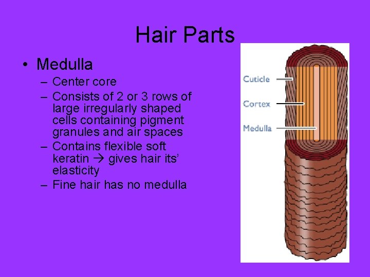 Hair Parts • Medulla – Center core – Consists of 2 or 3 rows