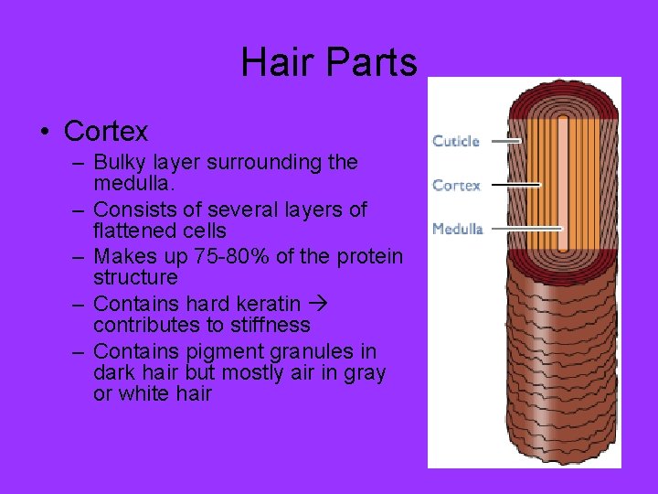 Hair Parts • Cortex – Bulky layer surrounding the medulla. – Consists of several