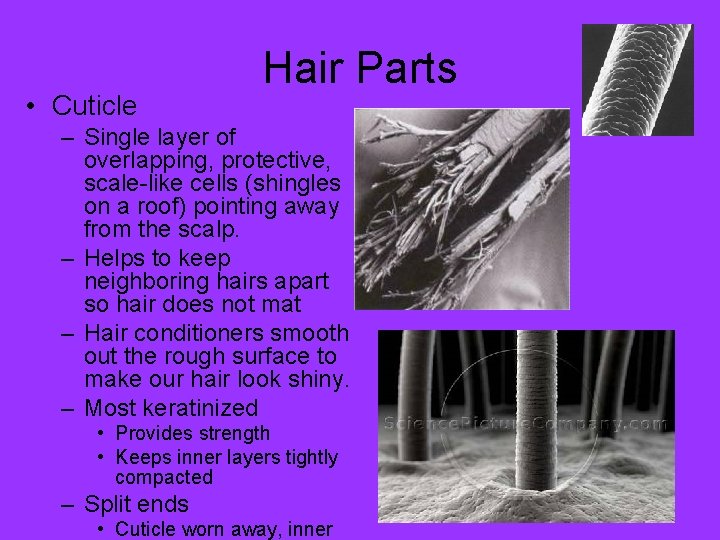  • Cuticle Hair Parts – Single layer of overlapping, protective, scale-like cells (shingles