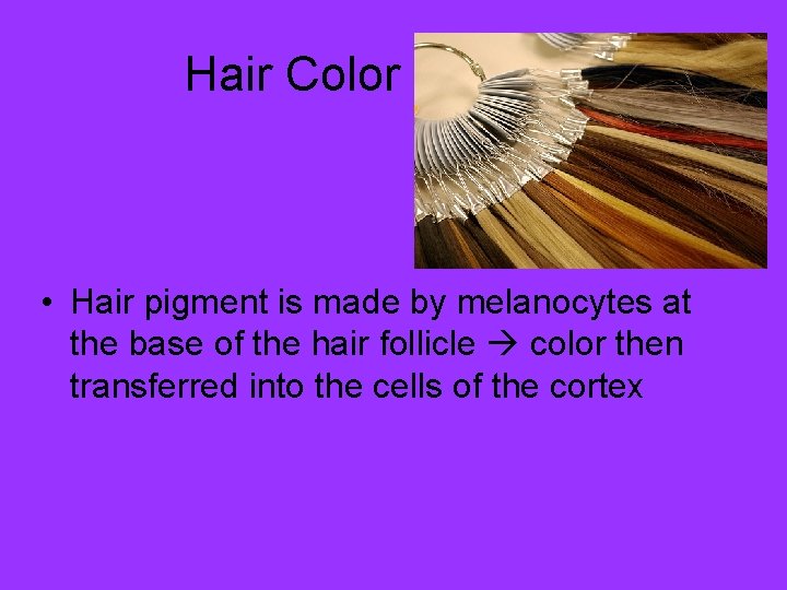Hair Color • Hair pigment is made by melanocytes at the base of the
