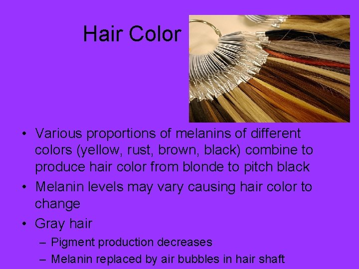 Hair Color • Various proportions of melanins of different colors (yellow, rust, brown, black)