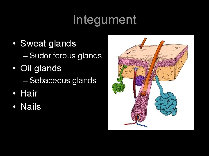 Integument • Sweat glands – Sudoriferous glands • Oil glands – Sebaceous glands •