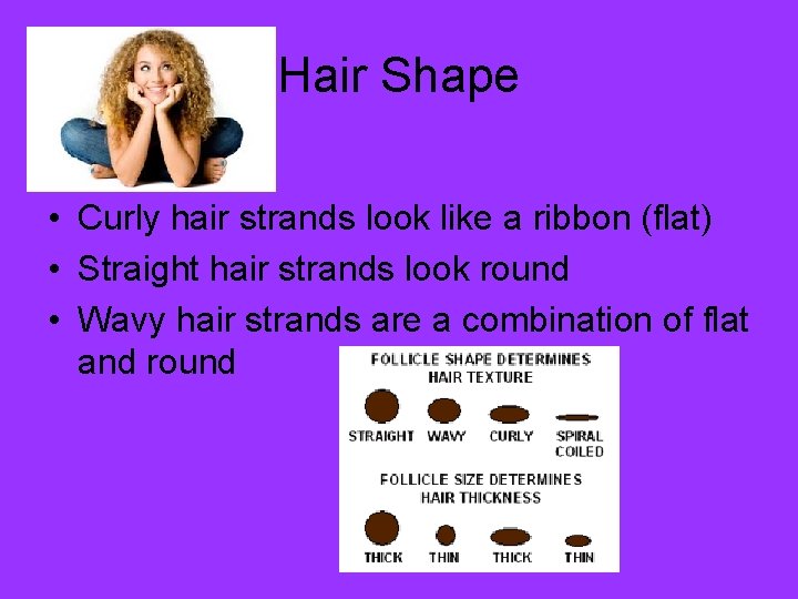 Hair Shape • Curly hair strands look like a ribbon (flat) • Straight hair