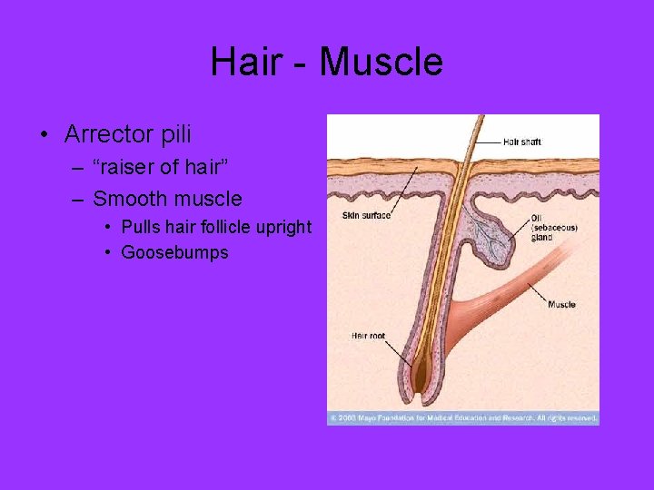 Hair - Muscle • Arrector pili – “raiser of hair” – Smooth muscle •