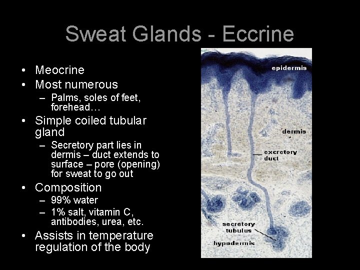 Sweat Glands - Eccrine • Meocrine • Most numerous – Palms, soles of feet,