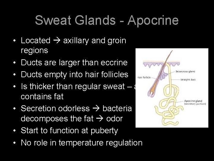 Sweat Glands - Apocrine • Located axillary and groin regions • Ducts are larger
