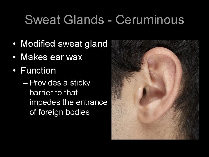 Sweat Glands - Ceruminous • Modified sweat gland • Makes ear wax • Function
