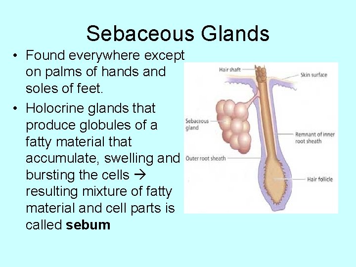 Sebaceous Glands • Found everywhere except on palms of hands and soles of feet.