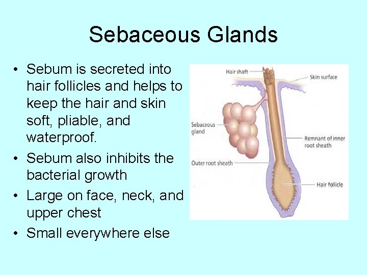 Sebaceous Glands • Sebum is secreted into hair follicles and helps to keep the
