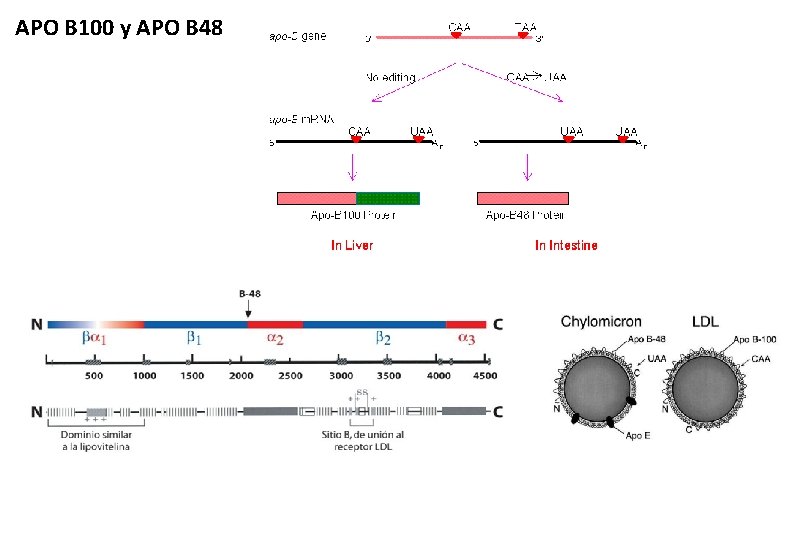 APO B 100 y APO B 48 