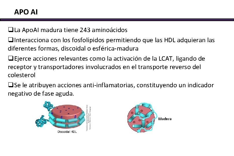 APO AI q. La Apo. AI madura tiene 243 aminoácidos q. Interacciona con los