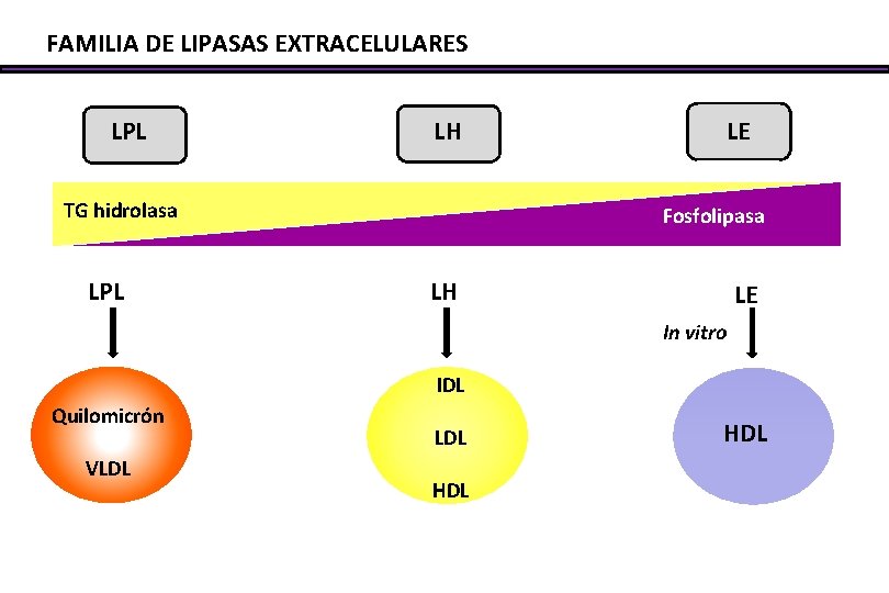 FAMILIA DE LIPASAS EXTRACELULARES LPL LH TG hidrolasa LPL LE Fosfolipasa LH LE In