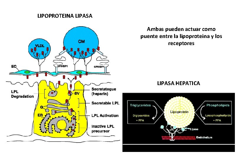 LIPOPROTEINA LIPASA Ambas pueden actuar como puente entre la lipoproteina y los receptores LIPASA