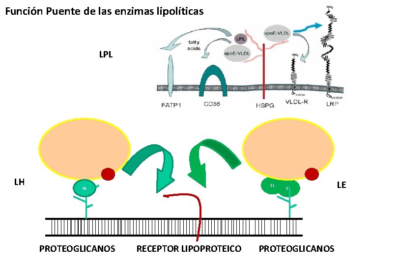 Función Puente de las enzimas lipolíticas LPL LH EL HL PROTEOGLICANOS RECEPTOR LIPOPROTEICO EL