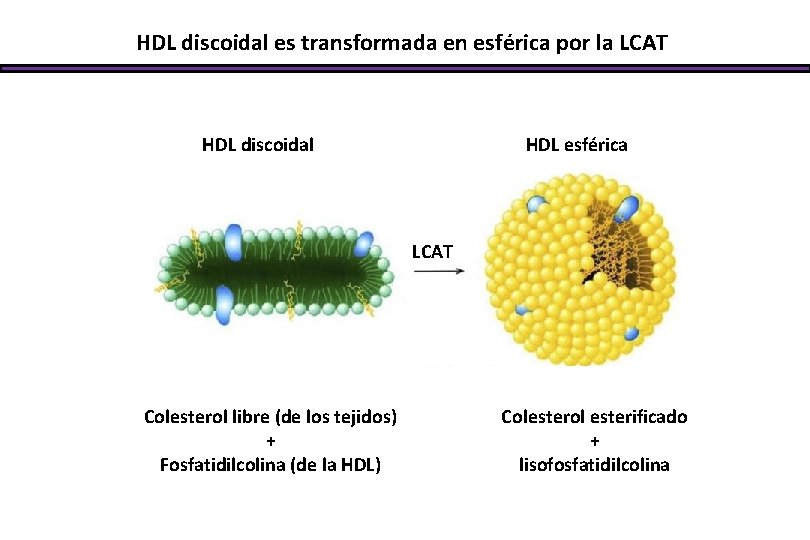 HDL discoidal es transformada en esférica por la LCAT HDL discoidal HDL esférica LCAT