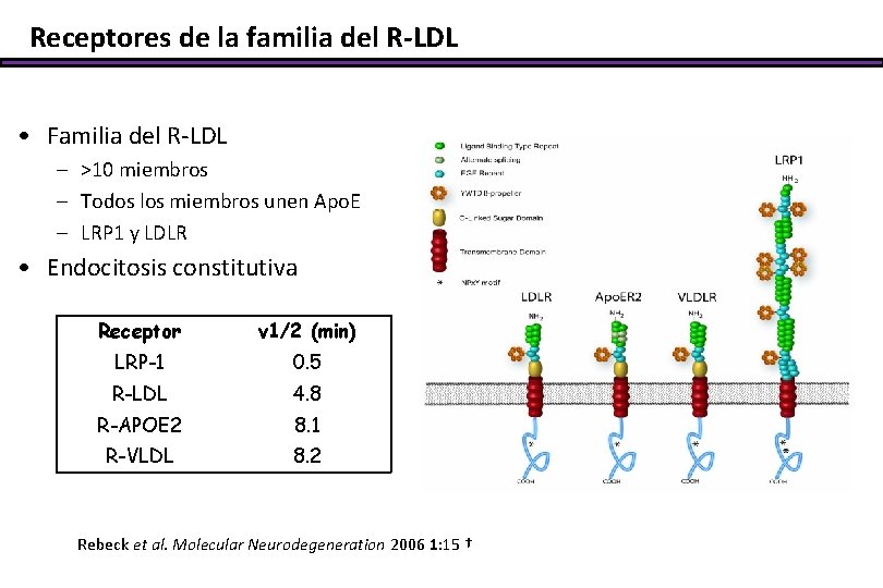 Receptores de la familia del R-LDL • Familia del R-LDL – >10 miembros –