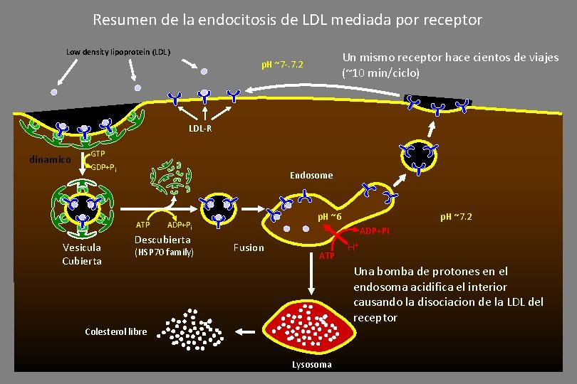 Resumen de la endocitosis de LDL mediada por receptor Low density lipoprotein (LDL) Un