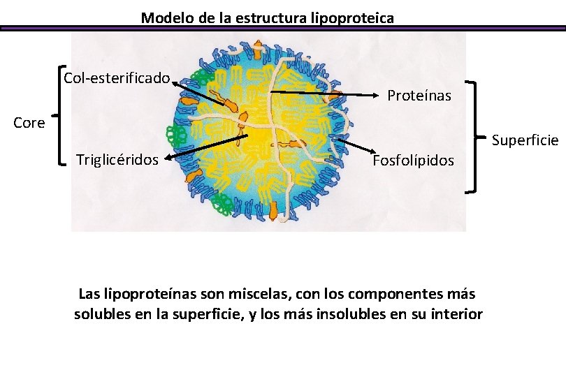 Modelo de la estructura lipoproteica Col-esterificado Proteínas Core Triglicéridos Fosfolípidos Las lipoproteínas son miscelas,