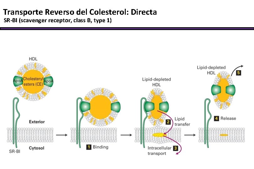 Transporte Reverso del Colesterol: Directa SR-BI (scavenger receptor, class B, type 1) 