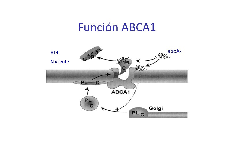 Función ABCA 1 HDL Naciente apo. A-I 