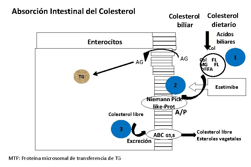 Absorción Intestinal del Colesterol dietario biliar Enterocitos Col AG AG Acidos biliares Col FL