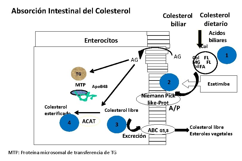 Absorción Intestinal del Colesterol dietario biliar Enterocitos Col AG AG Acidos biliares Col FL