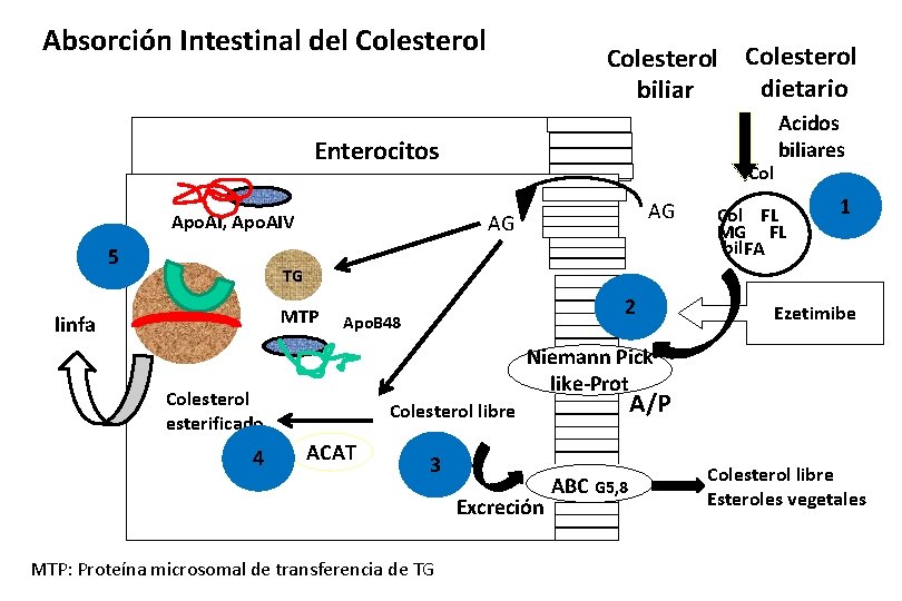 Absorción Intestinal del Colesterol dietario biliar Enterocitos Apo. AI, Apo. AIV 5 Col AG