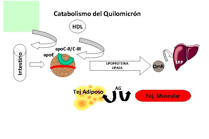 Catabolismo del Quilomicrón Intestino HDL apo. E apo. C-II/C-III LIPOPROTEINA LIPASA Tej Adiposo Qm.