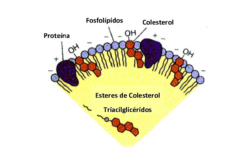 Fosfolípidos Colesterol Proteína Esteres de Colesterol Triacilglicéridos 