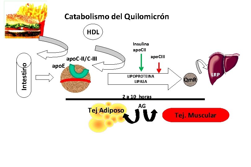 Catabolismo del Quilomicrón HDL Intestino Insulina apo. CII apo. E apo. CIII apo. C-II/C-III