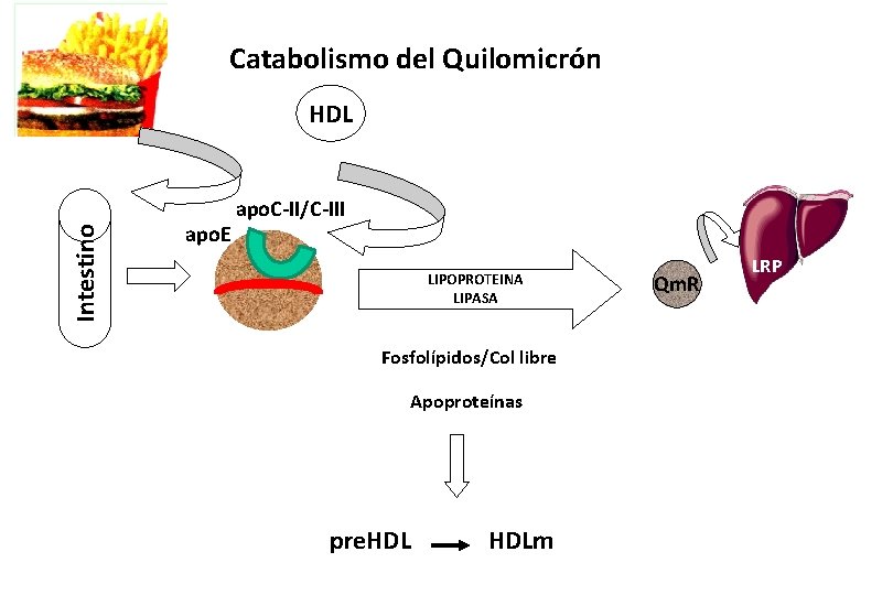 Catabolismo del Quilomicrón Intestino HDL apo. E apo. C-II/C-III LIPOPROTEINA LIPASA Fosfolípidos/Col libre Apoproteínas