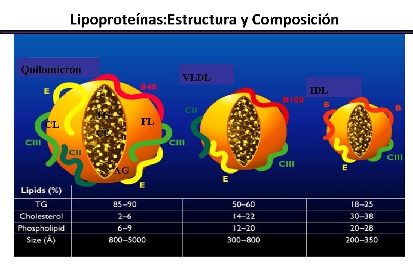 Lipoproteínas: Estructura y Composición Quilomicrón VLDL IDL CL TG FL CE AG 