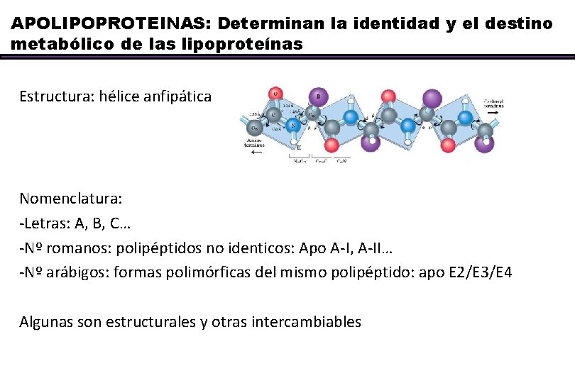 APOLIPOPROTEINAS: Determinan la identidad y el destino metabólico de las lipoproteínas Estructura: hélice anfipática