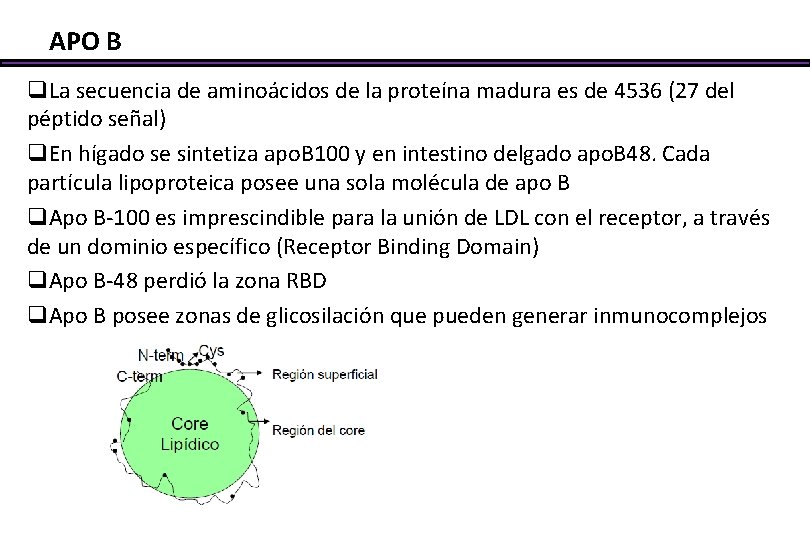 APO B q. La secuencia de aminoácidos de la proteína madura es de 4536