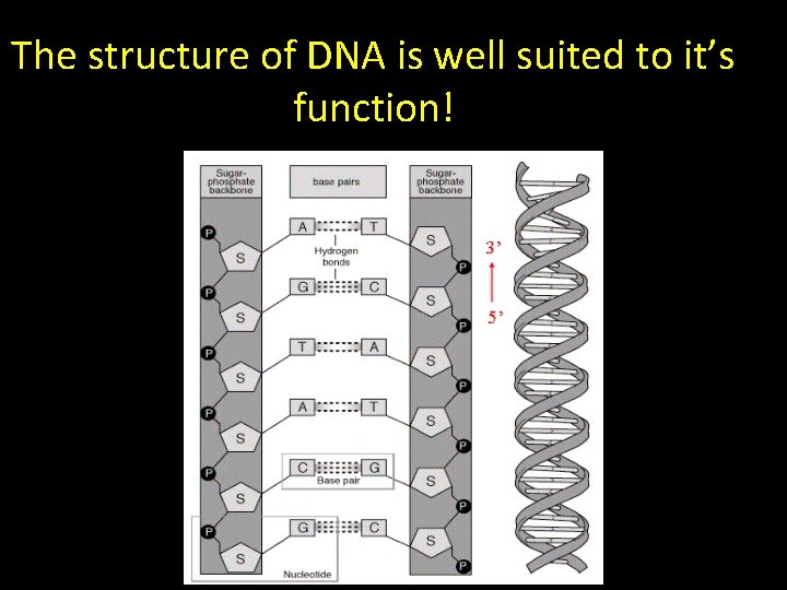 The structure of DNA is well suited to it’s function! 