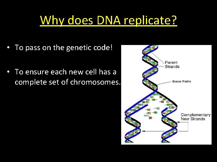 Why does DNA replicate? • To pass on the genetic code! • To ensure