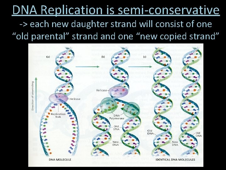 DNA Replication is semi-conservative -> each new daughter strand will consist of one “old