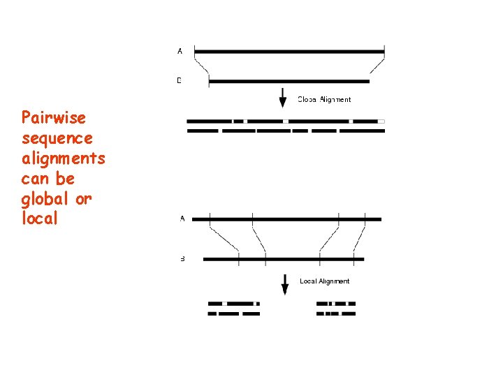 Pairwise sequence alignments can be global or local 