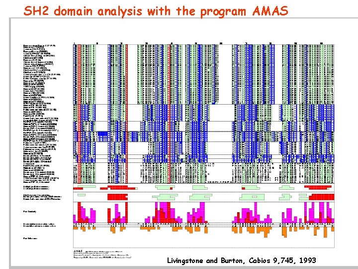 SH 2 domain analysis with the program AMAS Livingstone and Burton, Cabios 9, 745,