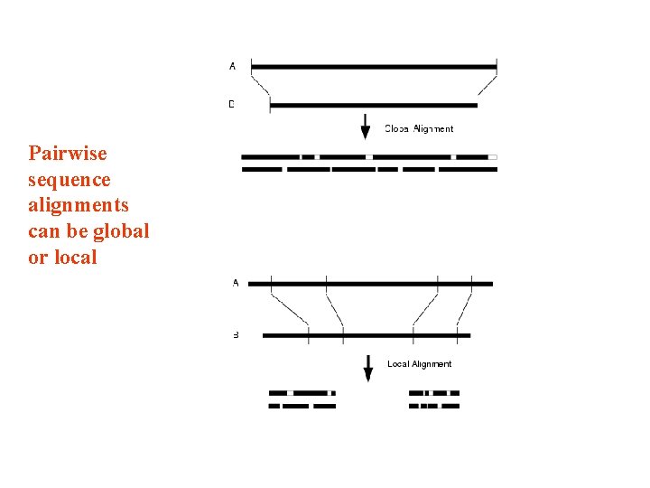 Pairwise sequence alignments can be global or local 