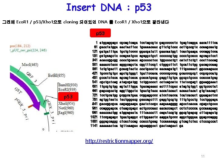 Insert DNA : p 53 그전에 Eco. R 1 / p 53/Xho 1으로 cloning